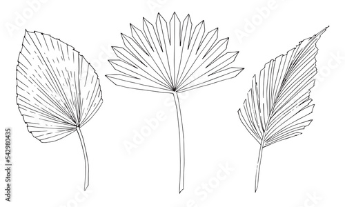 Palm tropical Leaf vector set. Hand drawn sketch of Exotic dry plant in outline style. Black ink line hand drawn art on isolated background