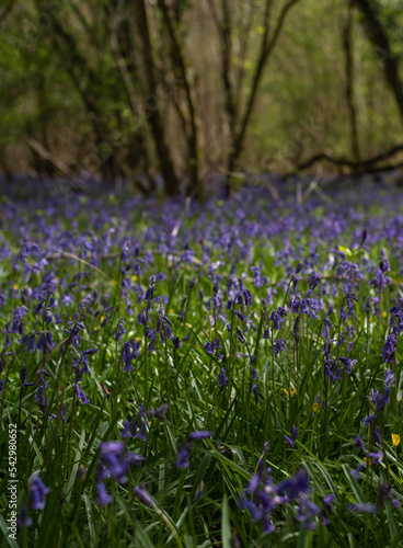 Bluebells of spring