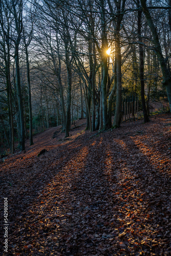 autumn in the forest