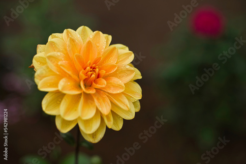 Dahlia