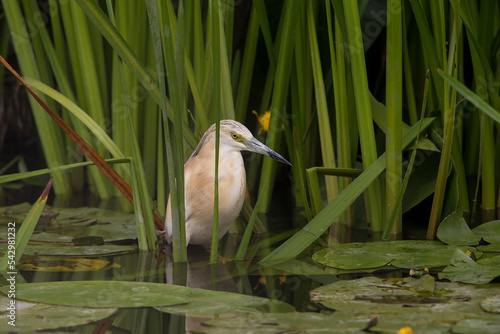 Squacco Heron (Ardeola ralloides) adult at the waterfront with Pond Lily pads amidst Reed, very rare in The Netherlands photo