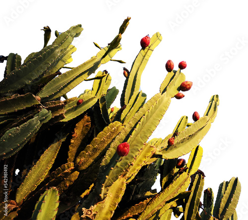 Mandacaru with fruits, typical cactus of the Brazilian northeast