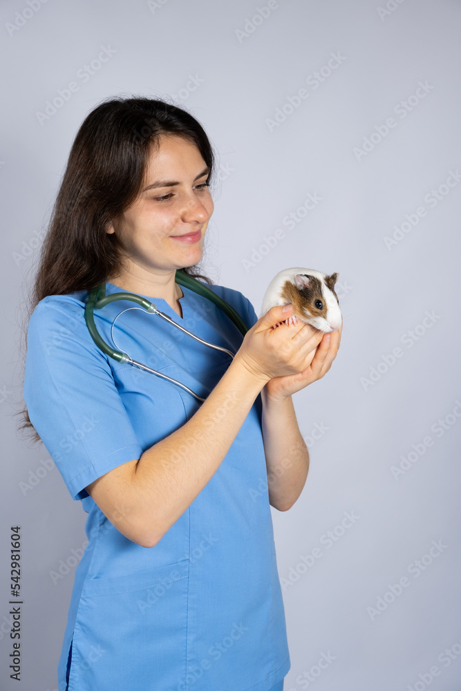 Funny little guinea pig in the hands of a veterinarian, a place to text.
