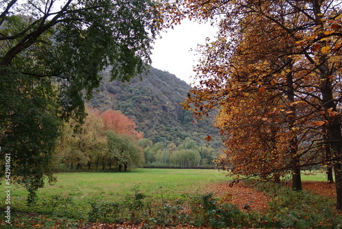 autumn landscape with trees