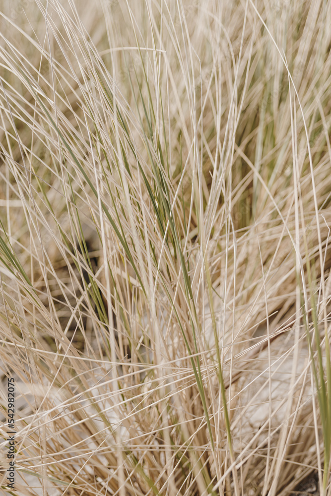 Beach grass. Straw pattern texture Beach grass. Straw pattern texture