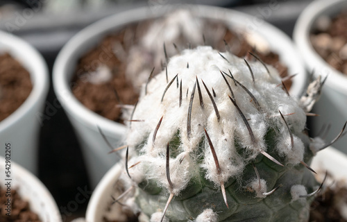 Close up  Turbinicarpus with flower, desert plant with flower, desert plant