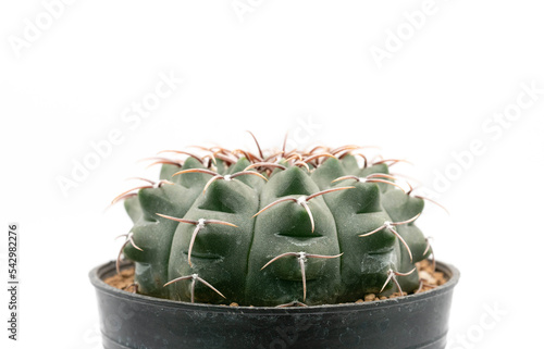 Close up  Gymnocalycium ochoterenae in pot on white background, desert plant with flower, desert plant