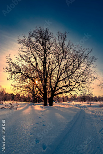 Beautiful big oak tree covered with fresh fluffy snow. Big tree without leaves on a winter sunny morning in Russia.