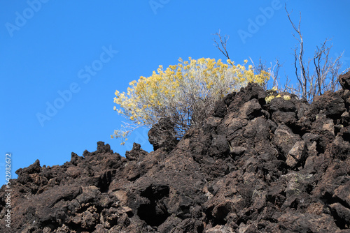 Yellow Rabbitbush in Newberry Volcanic National Monument photo