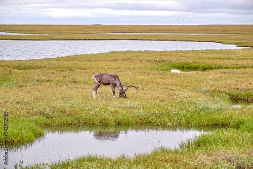 Barren-Ground Caribou herd on the tundra and permafrost surrounding Prudhoe Bay and Deadhorse Alaska 
