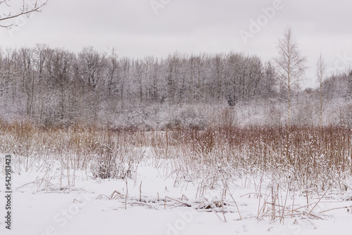 Winter spaces in Babolovsky Park. Background forest in winter