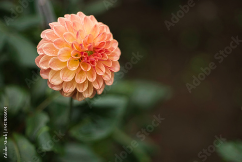 Dahlia