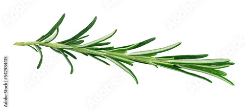Tela Rosemary isolated on white background with PNG.