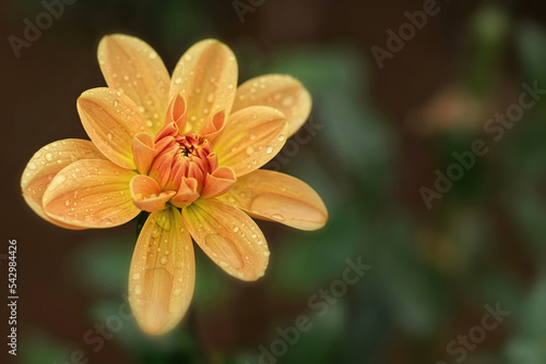 Dahlia