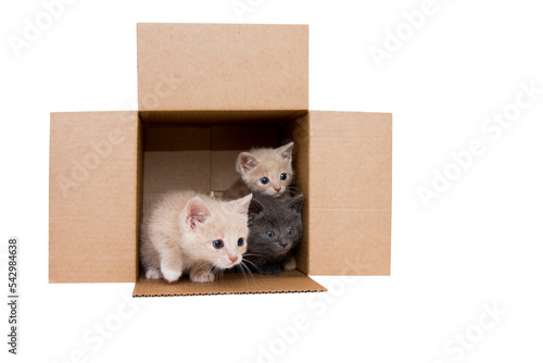 Three kittens in a box