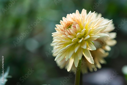 Dahlia