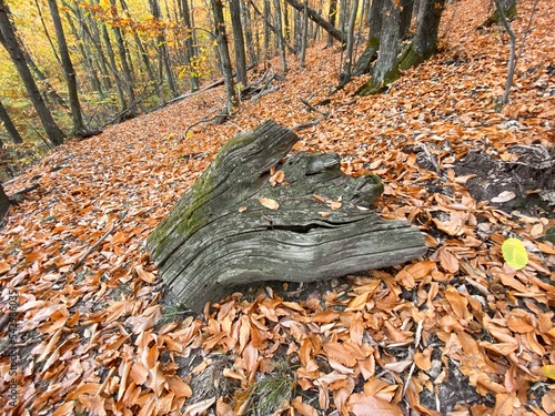 autumn leaves on the ground