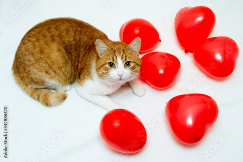 a ginger cat and heart balloons. 