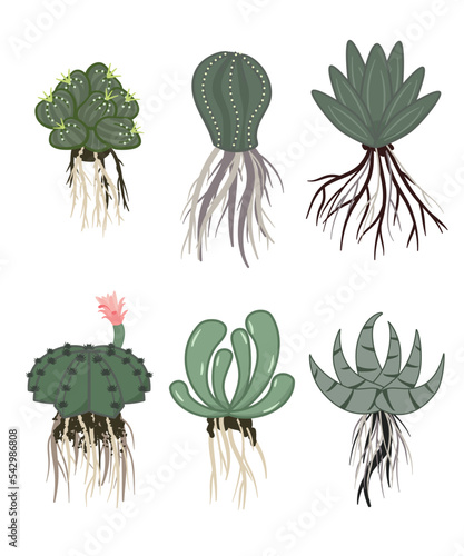 Roots cactus set in vintage style. The taproot and fibrous root system of the cactus. Cactus root isolated on white background. Vector illustration.
