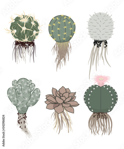 Roots cactus set in vintage style. The taproot and fibrous root system of the cactus. Cactus root isolated on white background. Vector illustration.
