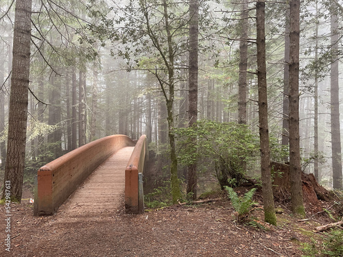 Lady Bird Johnson Grove Trailhead, Redwoods National Park photo