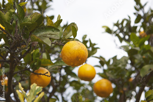 citron tree in the countryside