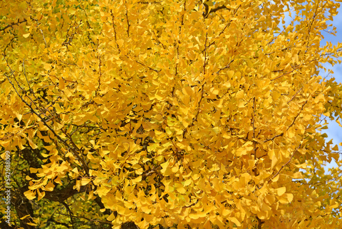 Ginkgo biloba L. yellow foliage. Fall photo