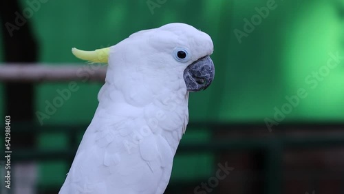 close up of a sulpher crested cockatoo on green screen photo