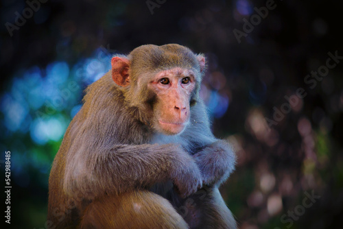 Portrait of The Rhesus Macaque Monkey looking at a distance