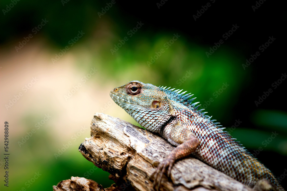 Obraz premium The oriental garden lizard, bloodsucker or changeable lizard resting on the log