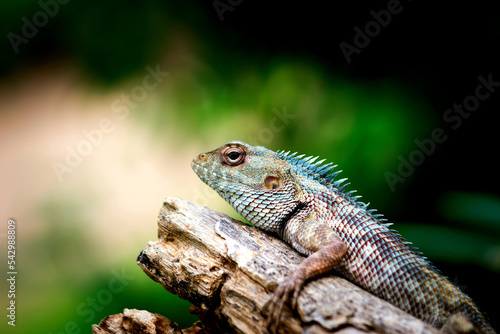 The oriental garden lizard, bloodsucker or changeable lizard resting on the log