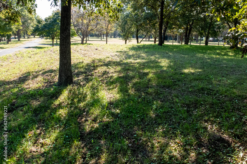 Obraz premium 晴れた日の秋の公園 木漏れ日と緑