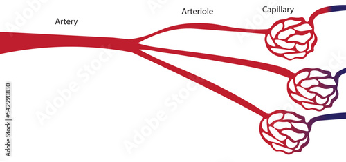 Artery, arterioles and capillary blood vessel ilustration.