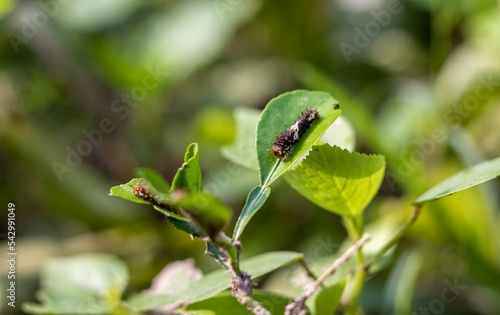 Small Caterpillar Eating or Destroying Green Lemon Leaves with Selective Focus