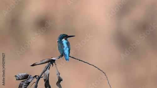 Kingfisher (alcedo atthis) cleaning its feathers. Kingfisher standing on a branch with brown background is washing its feathers.