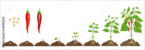 Chili pepper growth stage. Seed germination steps in soil. Hot chilli pepper grow cycle, agriculture plant evolution steps, seedling evolving progress with isolated vector seeds, sapling and harvest