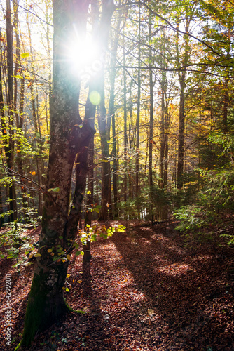 Sunlight in autumn forest. Sun rays by the tree trunk in woodland. .Beautiful forest in fall with bright sun shining through the trees.