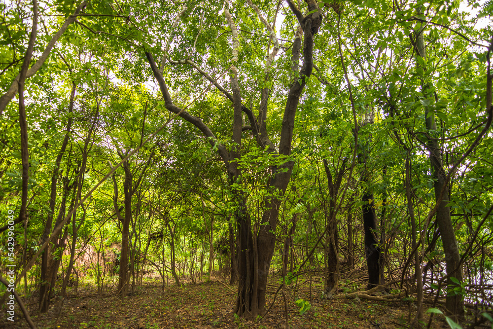 View of some trees at the amazon rainforest - Careiro, Amazonas, Brazil View of some trees at the amazon rainforest - Careiro, Amazonas, Brazil