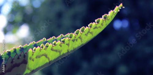 Obraz na płótnie caterpillar on a leaf