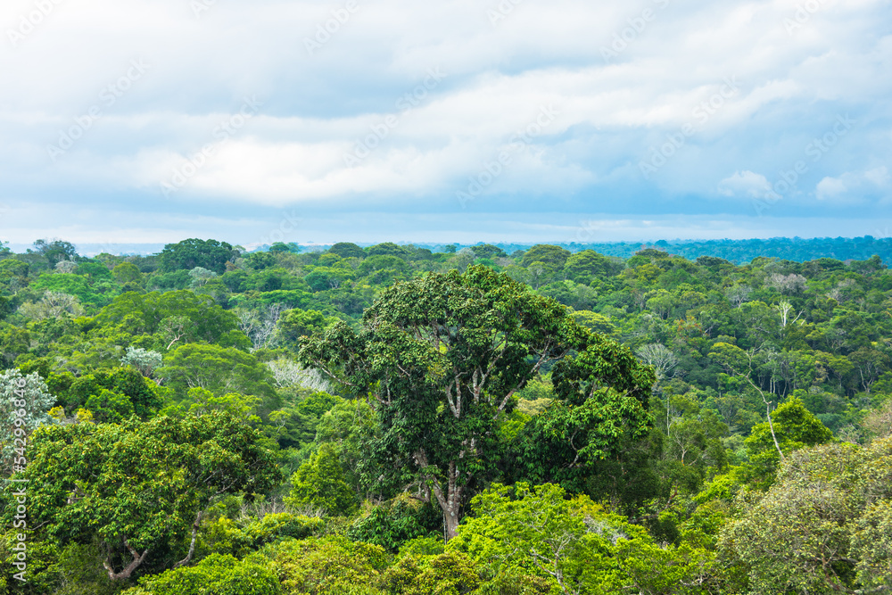 Obraz premium View of the Amazon Forest - Manaus, Amazonas, Brazil