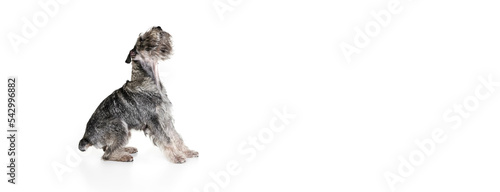 Studio shot of cute grey color mittelschnauzer dog isolated over white background. Animal, pets, care, beauty and ad