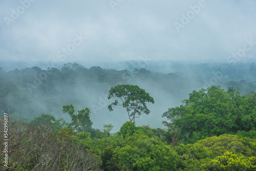 View of a quickly evaporation of water in the amazon forest, after a rainstorm, a phenomenon known as flying river - Manaus, Amazonas, Brazil