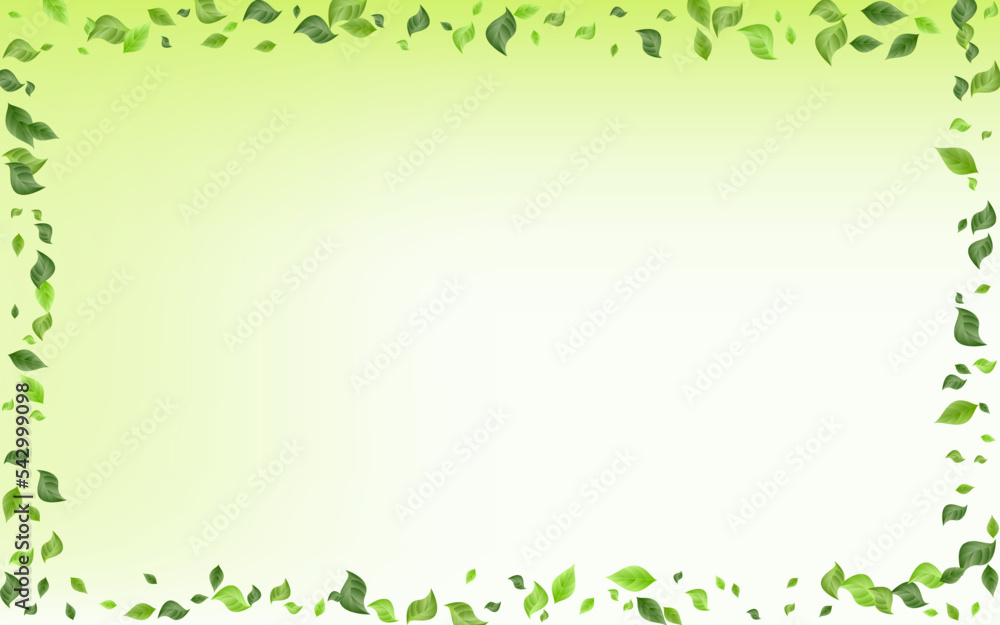 Mint Foliage Ecology Vector Green Background Mint Foliage Ecology Vector Green Background