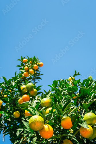 Orange tree with fresh ripe fruits against a bright blue sky, harvesting citrus fruits.Selective focus, vertical frame with space, idea for a background