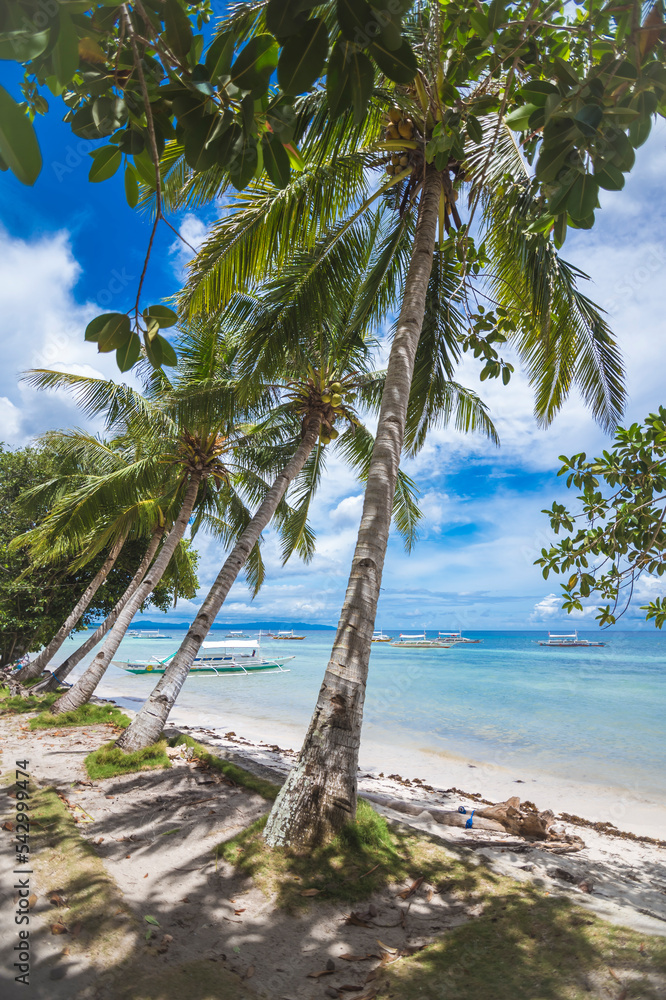 Scenic photo framed by coconut trees bent towards the beach. Multiple outrigger boats docked near the shore. At Dumaluan Beach in Panglao Island, Bohol, Philippines.
