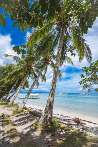 Scenic photo framed by coconut trees bent towards the beach. Multiple outrigger boats docked near the shore. At Dumaluan Beach in Panglao Island  Bohol  Philippines.