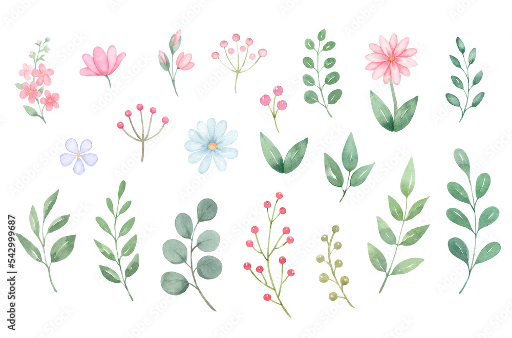 Floral set of pink,blue flowers and green leaves..Watercolor hand painted illustrations isolated on white background . Floral set of pink,blue flowers and green leaves..Watercolor hand painted illustrations isolated on white background .