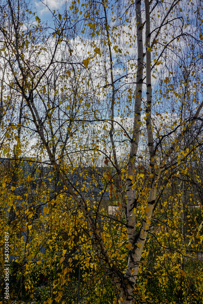 autumn in the forest autumn in the forest
