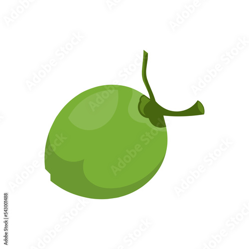 Green coconut vector illustration