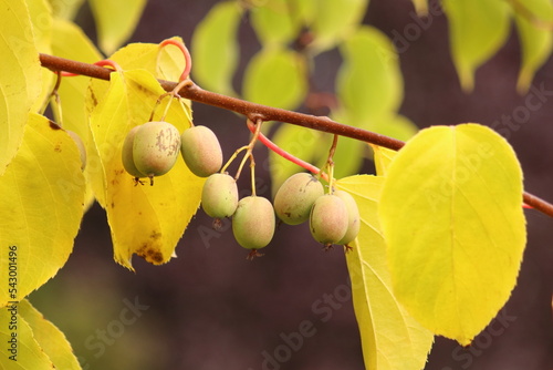 Actinidia Arguta, green minikiwi fruits on a creeper twig